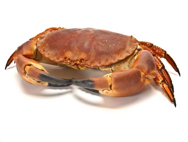 Krab kieszeniec brązowy żywy