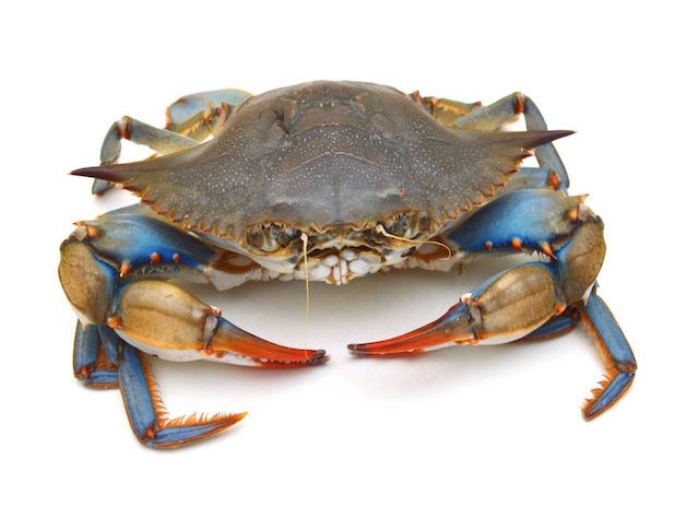 Krab kalinek błękitny żywy